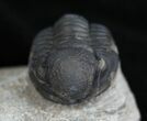 Small Gerastos Trilobite From Morocco #2132-3